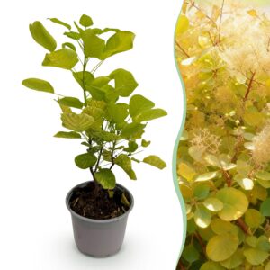 Cotinus coggyria Golden Spirit - Gelb - Laubabwerfend - Pflegeleicht