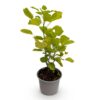 Cotinus coggyria Golden Spirit - Gelb - Laubabwerfend - Pflegeleicht