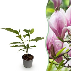 Magnolia George Henry Kern - Blume Rosa - Laubabwerfend - Pflegeleicht