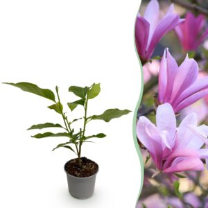 Magnolia Betty - Blüte Weiß - Laubabwerfend - Pflegeleicht
