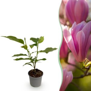 Magnolia Heaven Scent - Blume Rosa - Laubabwerfend - Pflegeleicht