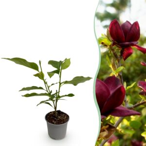 Magnolia Genie - Blume Lila - Laubabwerfend - Pflegeleicht