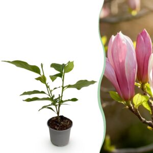 Magnolia Ricki - Blume Rot - Laubabwerfend - Pflegeleicht