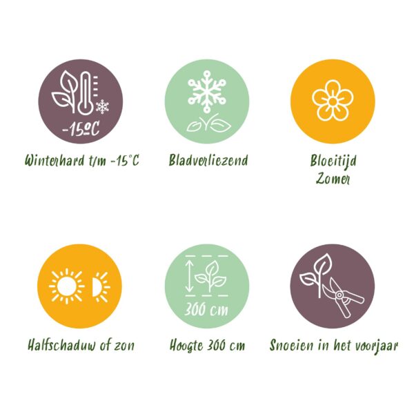 38ee3d4ed59249759cf210844472fc4d9741b3fe82004448ab59365714fcd8bf.jpg Cotinus coggyria Lilla - Lila 1 Pflanze - Laubabwerfend - Pflegeleicht