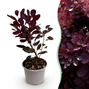 8e19b35288ea4729bebd4439ef54f3b914dd3b2167da4f7883741bec277a9087.jpg Cotinus coggyria Lilla - Lila 1 Pflanze - Laubabwerfend - Pflegeleicht