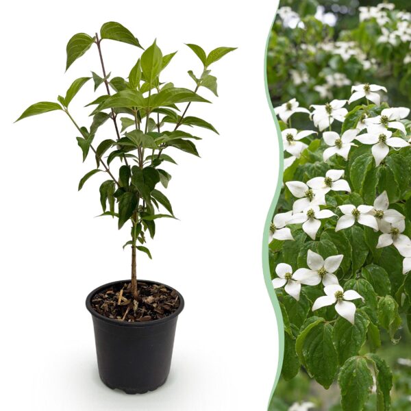 Cornus kousa chinensis - Blüte weiß - Laubabwerfend - Pflegeleicht