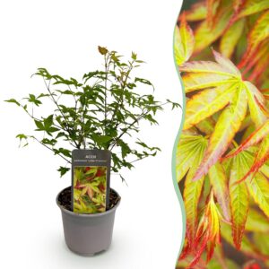 a302251d7d714e61b06409eef621a1541f1d15d8b5dc402ab87431a8717aa3a1.jpg Acer palmatum Little Princess - Grün - Laubabwerfend - Pflegeleicht