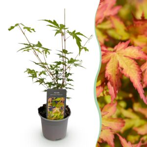 3d6853ebdc9e4ce685bbb4a1b13d457bc3313007cd714cc38fa112d3b89972b9.jpg Acer palmatum Sangokaku - Grün - Laubabwerfend - Pflegeleicht