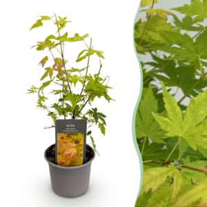 6ee8dde4d92942aeb4a7dec2f72efda441af8f65eb3541b3afc6a055c6335a16.jpg Acer palmatum Orange Dream - Orange - Laubabwerfend - Pflegeleicht