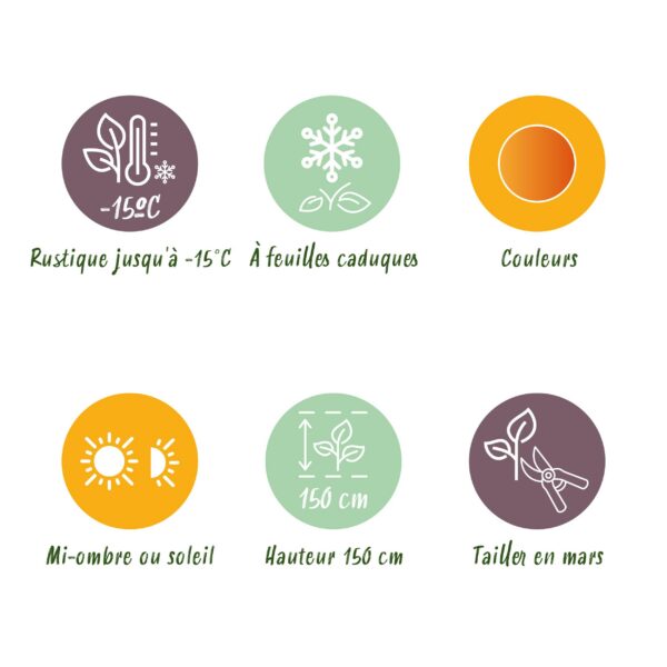 Acer palmatum Orange Dream - Orange - Laubabwerfend - Pflegeleicht