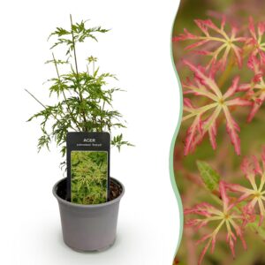 e20dd4464bfc46d8b68279333df4248a1790f951635e48129f9ff71461d4a500.jpg Acer palmatum Seiryu - Green 1 Pflanze - Laubabwerfend - Pflegeleicht