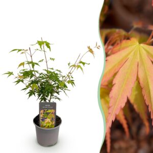 05b9e90bfd0e43e59080a1cca4e4e1dd1e66072755024f61912b771ba58890e3.jpg Acer palmatum Katsura - Orange - Laubabwerfend - Pflegeleicht