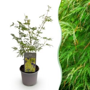af180060c6864344aad4de9ce253288619c7e7982928407faaf7a49d506d8f4d.jpg Acer palmatum Emerald Lace - Grün - Laubabwerfend - Pflegeleicht