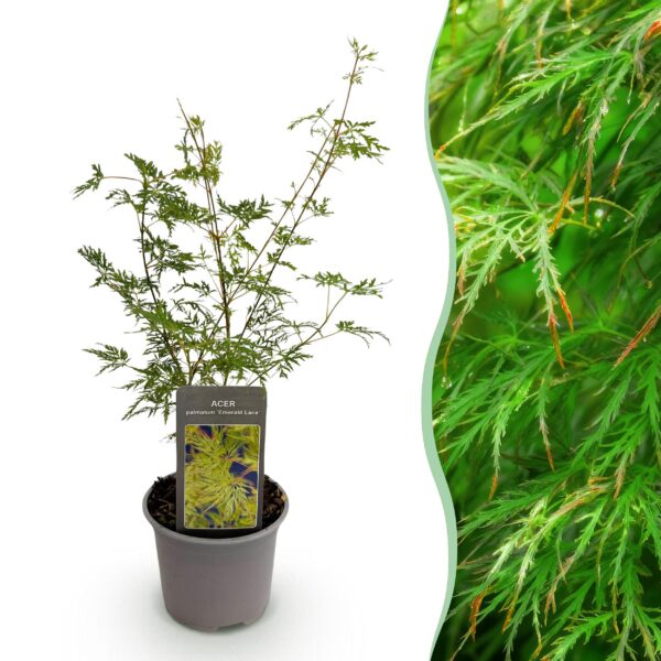 Acer palmatum Emerald Lace - Grün - Laubabwerfend - Pflegeleicht