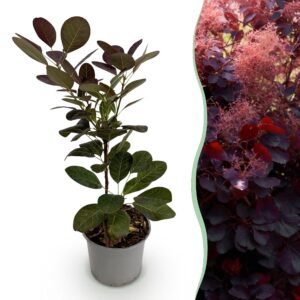 3fc8f48f631d438da2b46990598bf3366c84719642934266b62962d471e957ac.jpg Cotinus coggyria Royal Purple - Lila - Laubabwerfend - Pflegeleicht