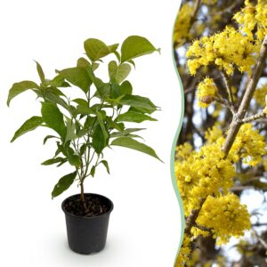Cornus mas - Blüte Gelb - Laubabwerfend - Pflegeleicht