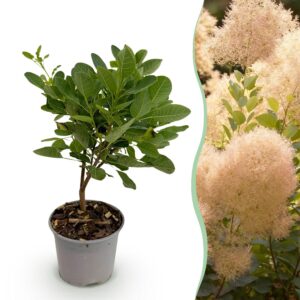 Cotinus coggyria Young Lady - Grün 1 Pflanze - Laubabwerfend - Pflegeleicht