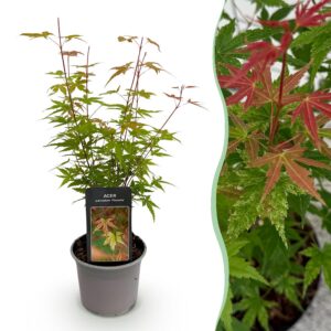 Acer palmatum Phoenix - Rosa - Laubabwerfend - Pflegeleicht