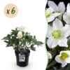 da5ffb8bb9c64ae5a9c74b33c7b6fde3ada88a13f860495980e0c6d3a888e36a.jpg Weihnachtsrose - Helleborus Christmas Carol - Weiße Blüte - 6 Pflanzen - Immergrün