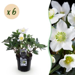Weihnachtsrose - Helleborus Christmas Carol - Weiße Blüte - 6 Pflanzen - Immergrün