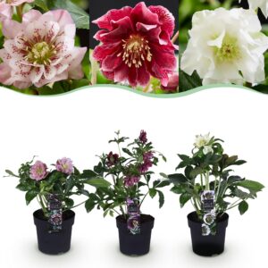 Helleborus orientalis Double Tricolour - Rosa - Rot - Weiße Blüte -3 Pflanzen - Immergrün