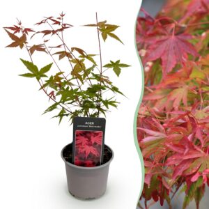 Acer palmatum Beni-maiko - Rot - Laubabwerfend - Pflegeleicht
