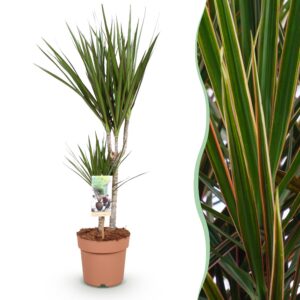 f407b0957a4b4fbba45adc3391bc363349229b47ef86463d9f55e8ff0dba805a.jpg Dracaena Marginata - Drachenbaum - Pflegeleicht - Grün