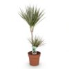 7ea448ff02d24a93ac88ee5f5820dd72c68d5251aceb4bb6bd79cdc0397ad815.jpg Dracaena Marginata Bicolour - Drachenbaum - Pflegeleicht - Grün