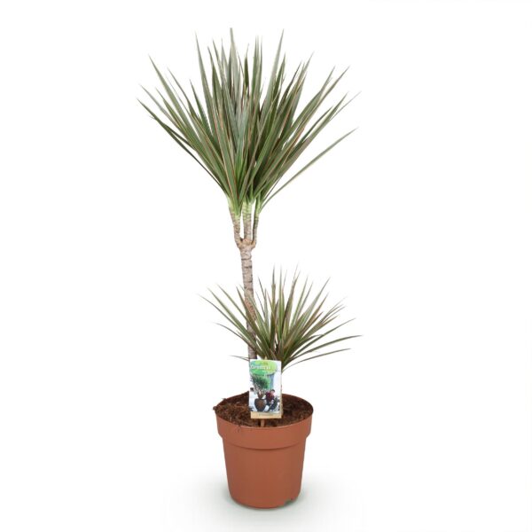 7ea448ff02d24a93ac88ee5f5820dd72c68d5251aceb4bb6bd79cdc0397ad815.jpg Dracaena Marginata Bicolour - Drachenbaum - Pflegeleicht - Grün
