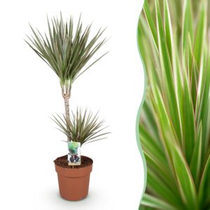 b8fe4be5e4ac4c3aa1c88d6baf61b80d9e6ce16d860c4b8ba8d483a1a57fe029.jpg Dracaena Marginata Bicolour - Drachenbaum - Pflegeleicht - Grün