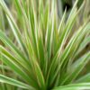 d88078f144c54a14a8362c7206f05d6c5b9119663ae942b08f5ba7c5bf8e946e.jpg Dracaena Marginata Bicolour - Drachenbaum - Pflegeleicht - Grün