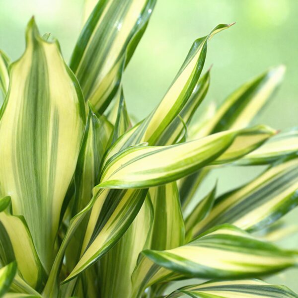 Dracaena fragrans Diamond Dream - Drachenblutbaum - Pflegeleicht - Grün