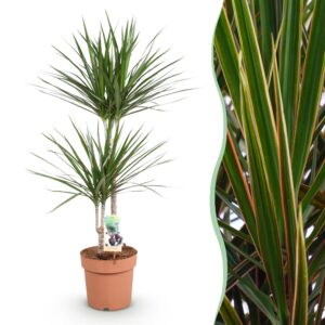 95ceb8c0c42d4582a4ddc393f11c4f4977e4f462dcec4398a230948899e5e96e.jpg Dracaena Marginata - Drachenbaum - Pflegeleicht - Grün