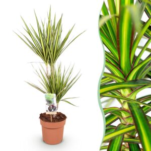 1a78f1be12f248378fb84bb064a49b32c78b5be77cc0471cb8fc12cd53874094.jpg Dracaena Sunray - Drachenbaum - Pflegeleicht - Grün