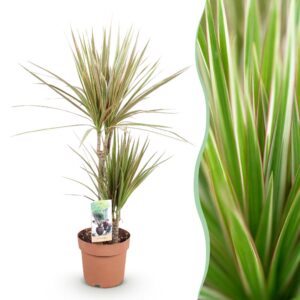 7a496425a531462f9638b782efd8744a61a39f248aa64e9fa44d5ab06f6673f9.jpg Dracaena Marginata Bicolour - Drachenbaum - Pflegeleicht - Grün