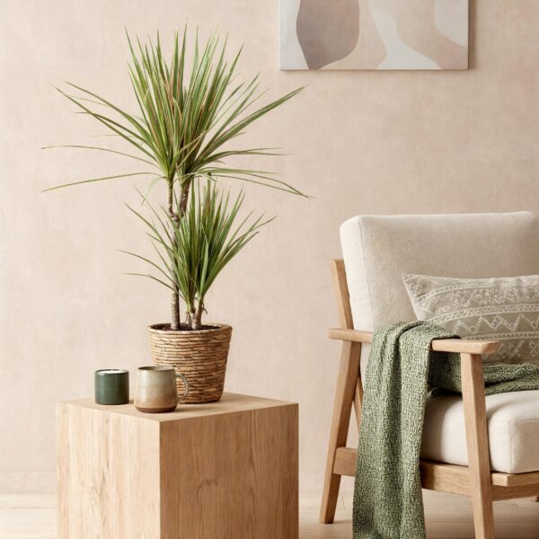 Dracaena Marginata Bicolour - Drachenbaum - Pflegeleicht - Grün