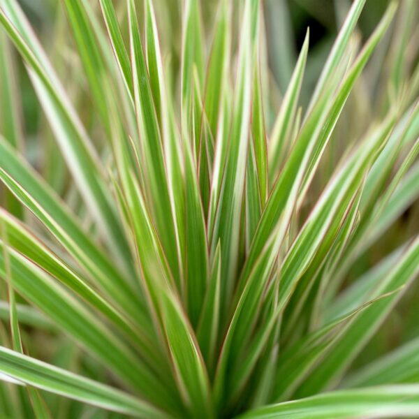 Dracaena Marginata Bicolour - Drachenbaum - Pflegeleicht - Grün