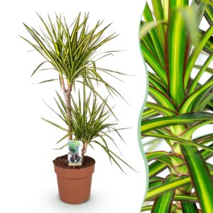 c2bb6eb56ed14edd8409b7a322b56b069410d5b9bd3d4c788ec97c9465ee9b99.jpg Dracaena Sunray - Drachenbaum - Pflegeleicht - Grün