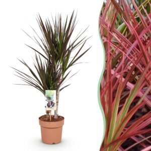 51fd9b3776ce4952b9358e5bb4b55c2f1f8978f0b78f4fa899a9fcedab20733c.jpg Dracaena Magenta - Drachenbaum - Pflegeleicht - Grün
