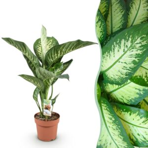 7c809ec4e43b435c8824c0787f19471634f3fb4d4d3e4fe8bf4ecfd4d24b8a95.jpg Diefenbachia Tropic Snow - Dieffenbachia - Pflegeleicht - Grün