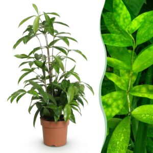 28bdd3684a9b4c9a934c44a37864a32e0289d919110243afb74b9a1913327e47.jpg Dracaena surculosa - Drachenblutbaum - Pflegeleicht - Grün