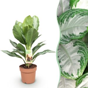 123472b97cb54b9aa96a3ce5f264ca82a8dedad3e48744ceb3ff2831f6d5186e.jpg Aglaonema Silver Bay - Silberblatt - Pflegeleicht - Grün