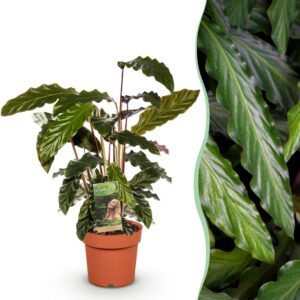 2063691f08204cd89a889dac28f847467cbc696535f04365a7327a9a7b511bb1.jpg Calathea Rufibarba - Pfauenpflanze - Pflegeleicht - Grün
