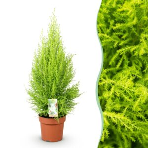 f7cebe6947944e58ae34d91097321cde7bd4c85c39054c95bb7206ae2e96577b.jpg Cupressus Gold Crest Wilma - Hauskonifere - Pflegeleicht - Grün