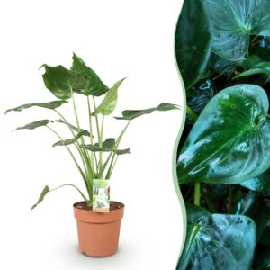 aee7eadd6aa742b79922147fba44f3a3684c4497240c417c86dbc71aceef62ae.jpg Alocasia Cucullata - Buddhas Hand - Pflegeleicht - Grün