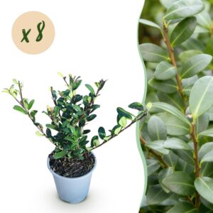 1b5b872f96fa4e1fafdc98dab263a36d66bc591d3bdc41b7a315134127f4d5dd.jpg Ilex crenata Caroline Aufrecht - Blattgrün - 8 Pflanzen - 1 Meter Ausdehnung - Immergrün