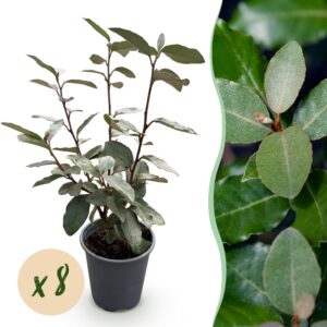 3d25053ee09a43748f832572ad82a91c0b8afa451e754d5ba3de7cce5206c3b1.jpg Eleagnus ebbingei Compacta - Graues Blatt - 8 Pflanzen - 1 Laufmeter - Immergrün