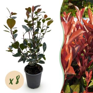 Photinia Rotkehlchen - Blatt Rot - 8 Pflanzen - 1 Meter Ausdehnung - Immergrün