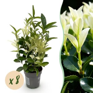 Euonymus japonica Paloma Blanca - Blattgrün und Weiß - 8 Pflanzen - 1 Meter Ausdehnung - Immergrün