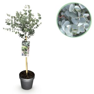 Pflanze am Stamm - Eucalyptus gunni Azure - Terrassenpflanze - Immergrün - Winterhart - Graue Blätter